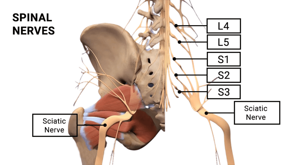 Download Sciatic nerve pain pictures 21 Spinal Nerves