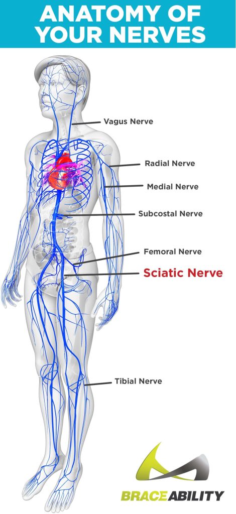 Download Sciatic nerve pain pictures 11 anatomy of nerves in human