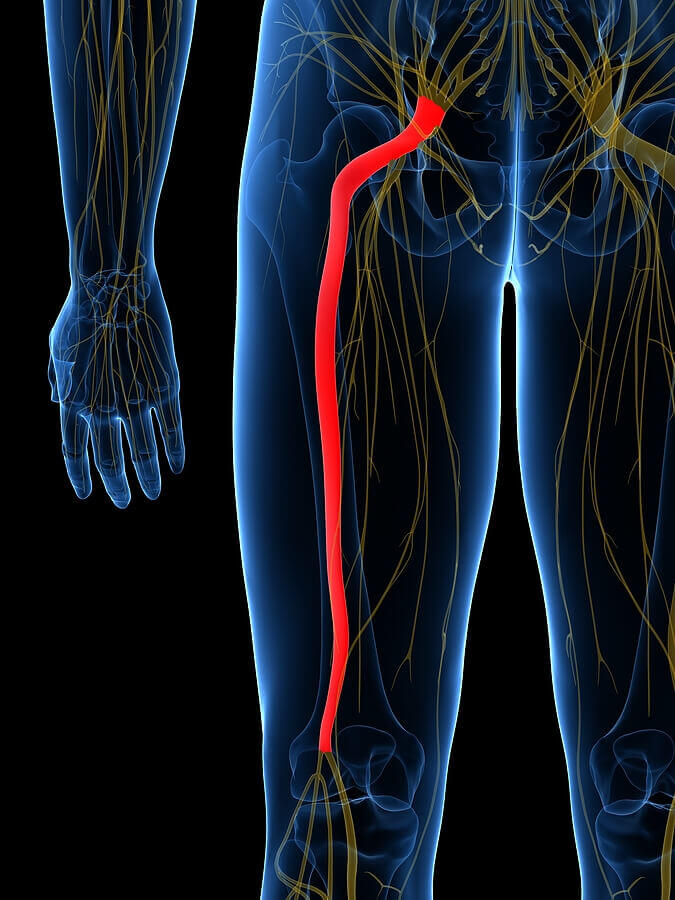Download Sciatic nerve pain pictures 30 bigstock d rendered medically accurate 207616060