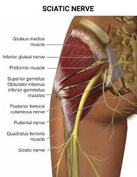 Download Sciatic nerve pain pictures 187 image29