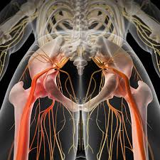 Download Sciatic nerve pain pictures 112 images142