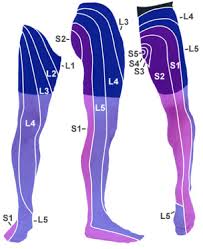 Download Sciatic nerve pain pictures 190 images161