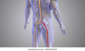 Download Sciatic nerve pain pictures 256 images167