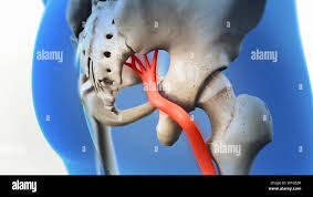 Download Sciatic nerve pain pictures 173 images181