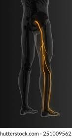 Download Sciatic nerve pain pictures 390 images183