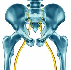 Download Sciatic nerve pain pictures 197 images197
