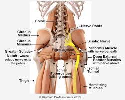 Download Sciatic nerve pain pictures 162 images205
