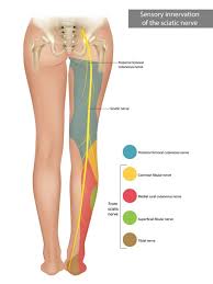 Download Sciatic nerve pain pictures 353 images21
