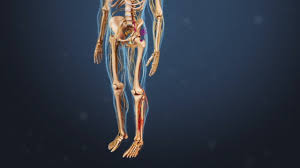 Download Sciatic nerve pain pictures 349 images223
