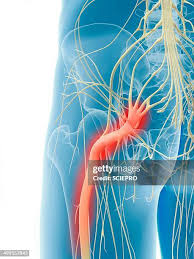Download Sciatic nerve pain pictures 100 images229