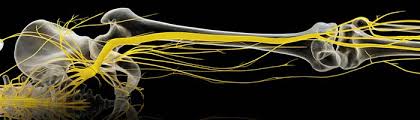 Download Sciatic nerve pain pictures 159 images231