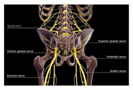 Download Sciatic nerve pain pictures 175 images234