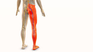 Download Sciatic nerve pain pictures 381 images32