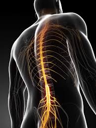 Download Sciatic nerve pain pictures 156 images33