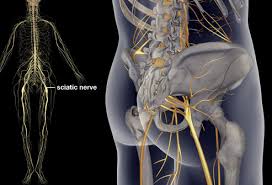 Download Sciatic nerve pain pictures 192 images77