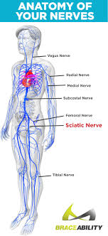 Download Sciatic nerve pain pictures 111 images80