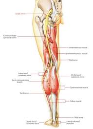Download Sciatic nerve pain pictures 356 images86