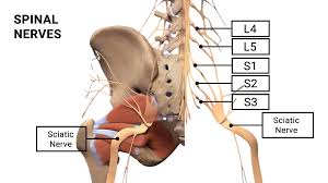 Download Sciatic nerve pain pictures 211 images95