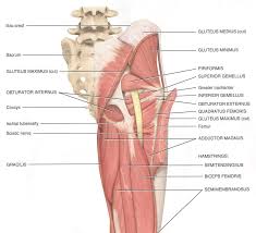 Download Sciatic nerve pain pictures 261 images97