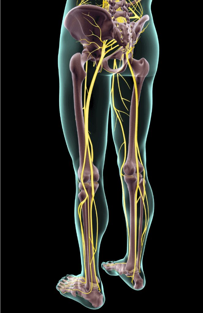 Download Sciatic nerve pain pictures 23 sciatic nerve 2 664x1024 1