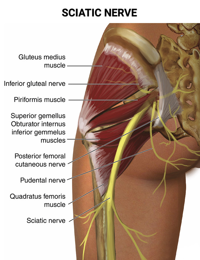 Download Sciatic nerve pain pictures 13 sciatic nerve