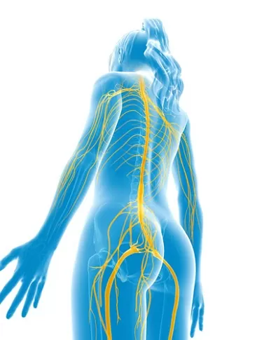 Download Sciatic nerve pain pictures 92 shutterstock 135031922.jpg